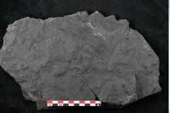 Foto (Detailansicht) von Noeggerathia palmaeformis Goeppert (NHMW-GEO-2024-0188-10744)